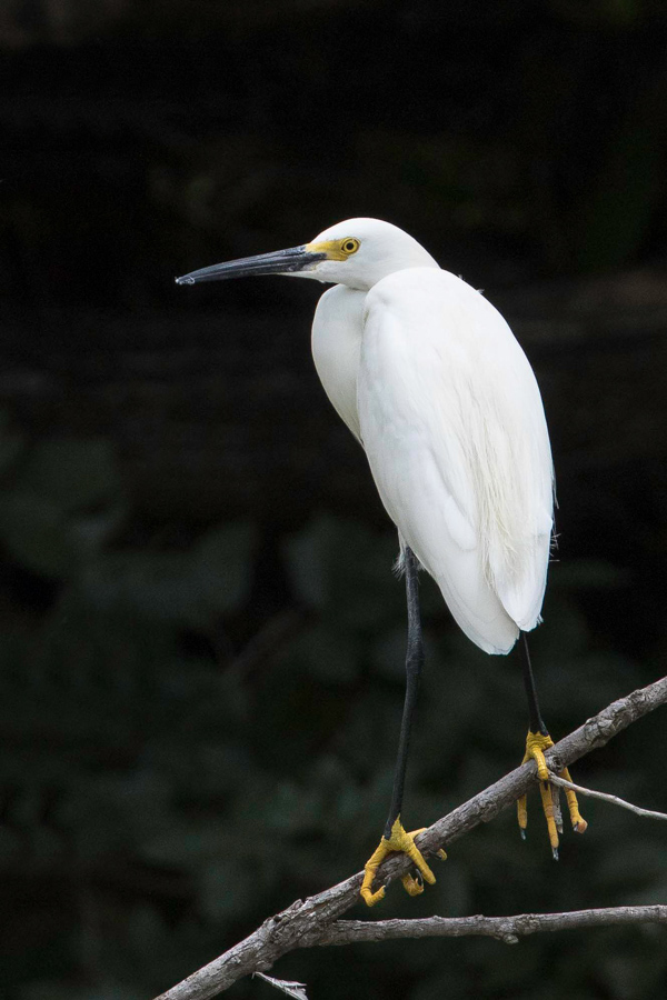 White Egret