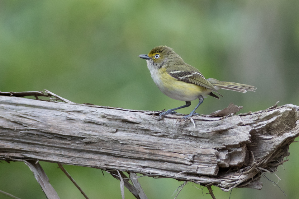 Bird on a Branch