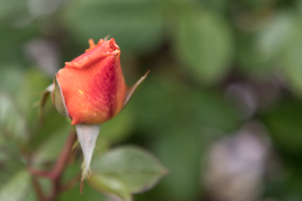 Rose Bud