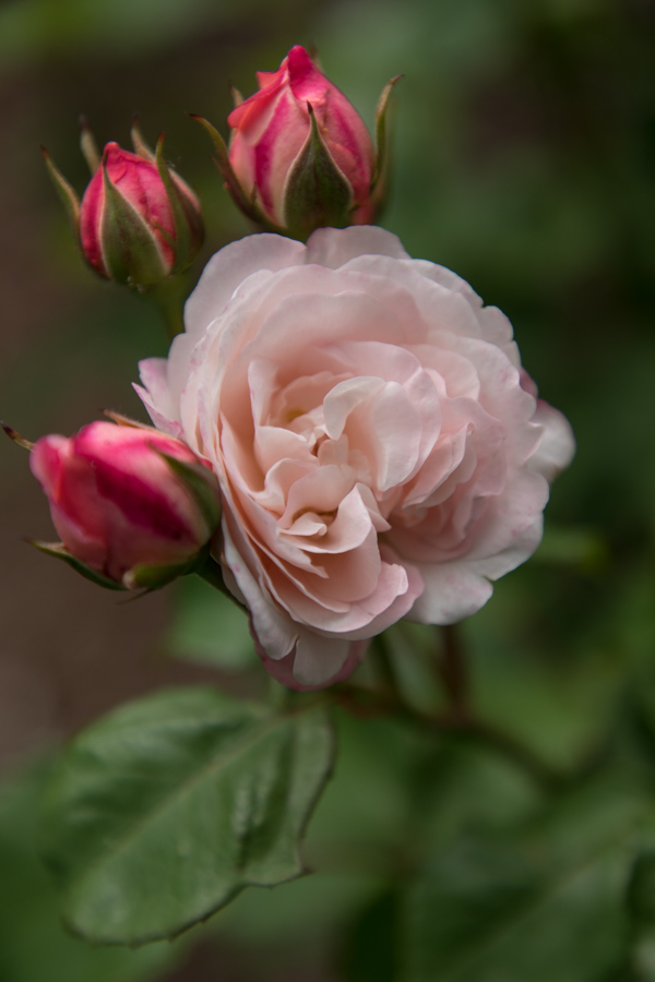 Pink Rose