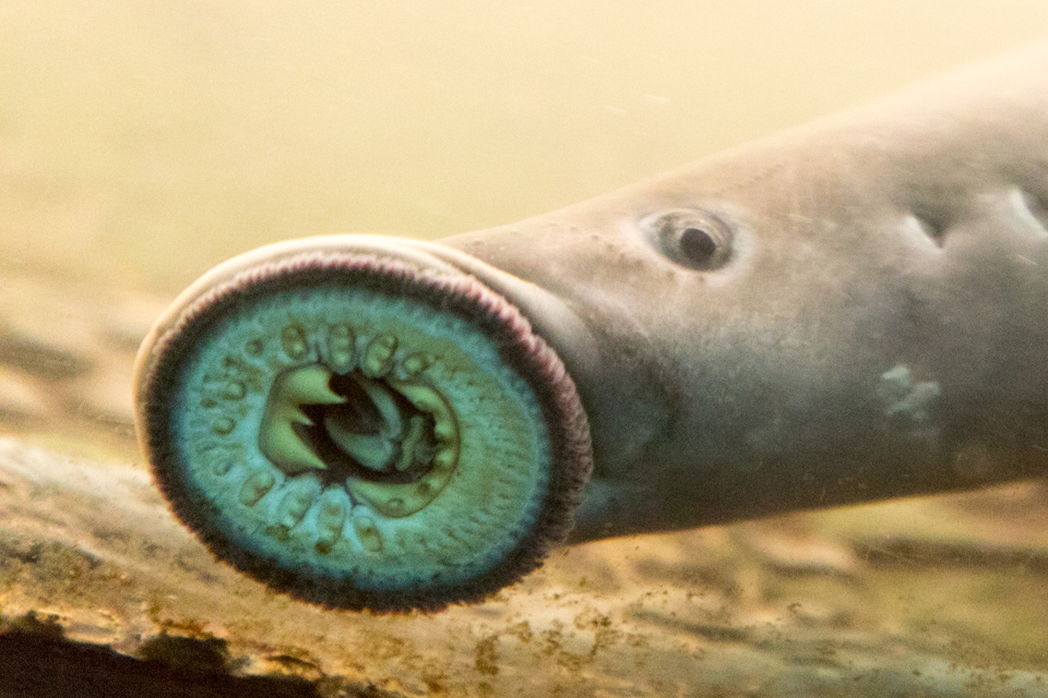 Pacific Lamprey