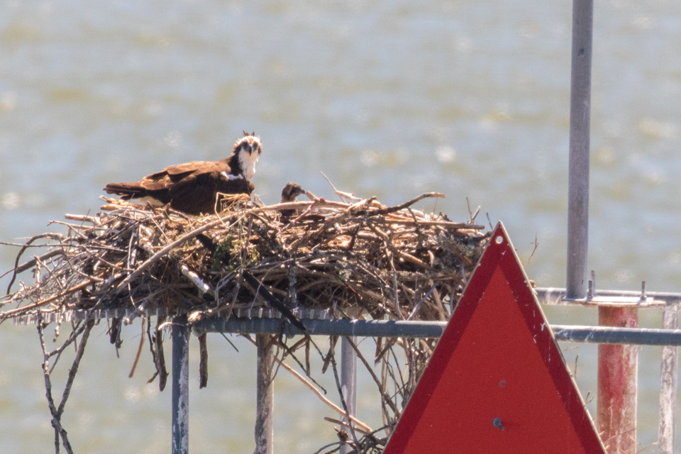 Osprey Nest