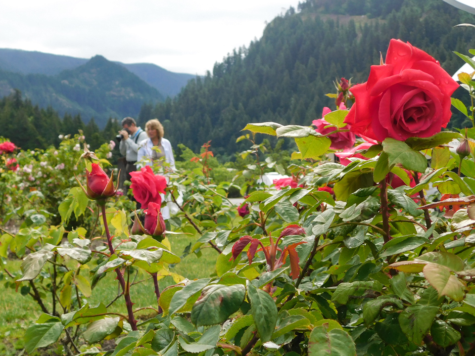 Walking in Roses