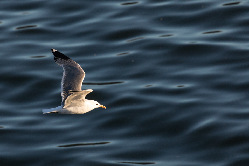 Skimming