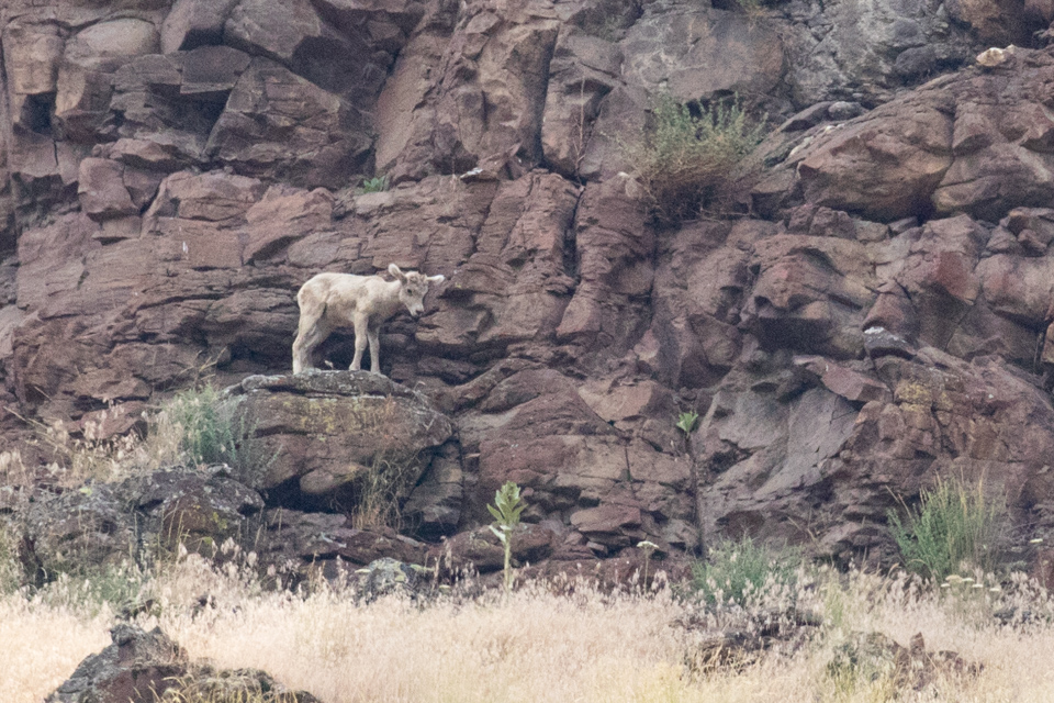 Mountain Lamb