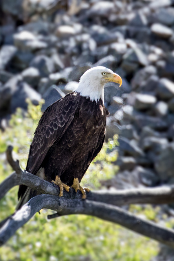 Big Bird