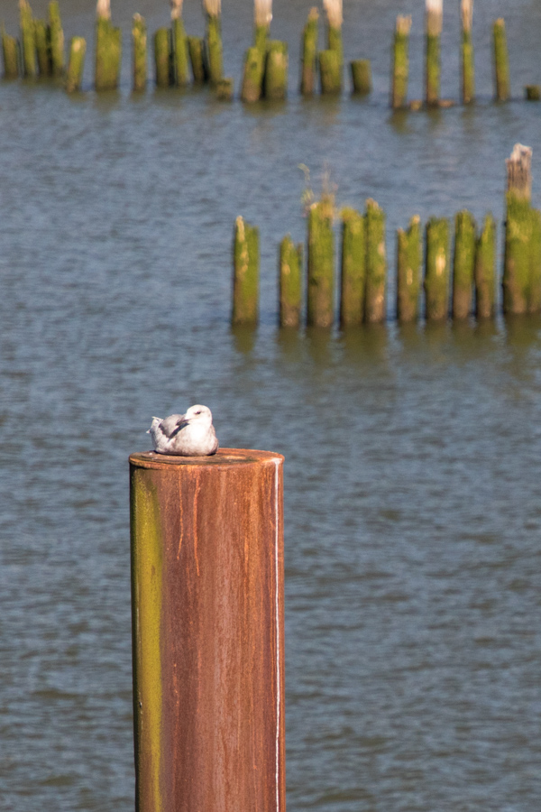 Perch