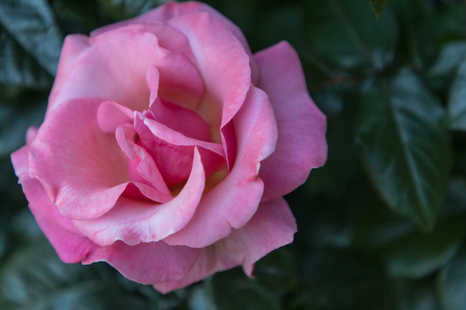 Pink Beauty