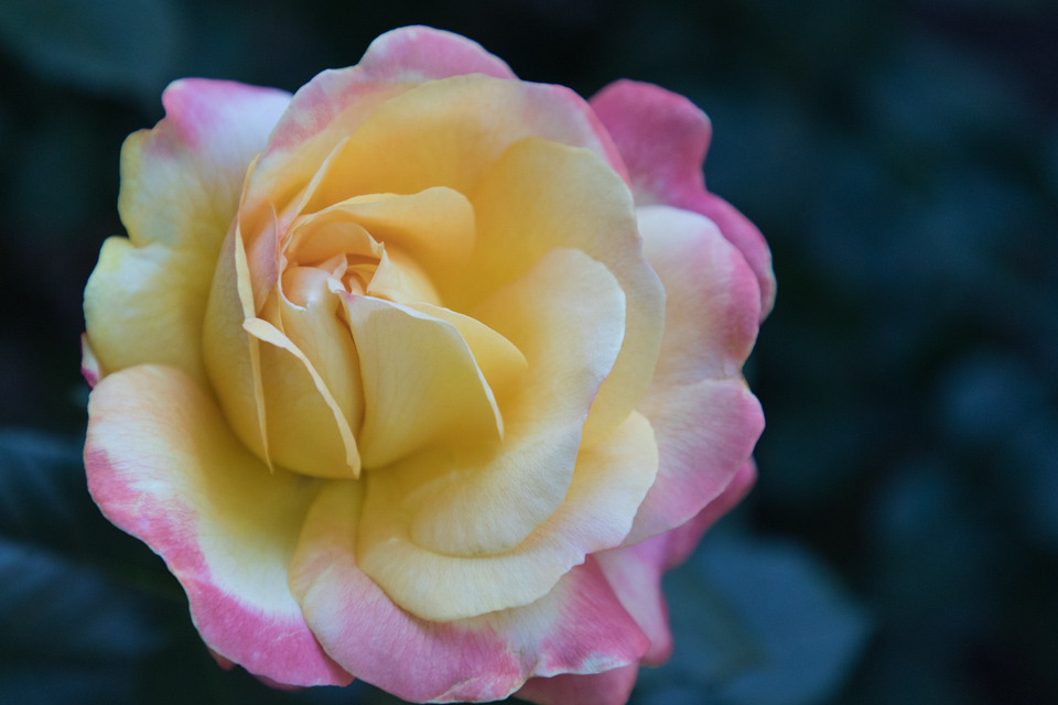 Yellow Pink