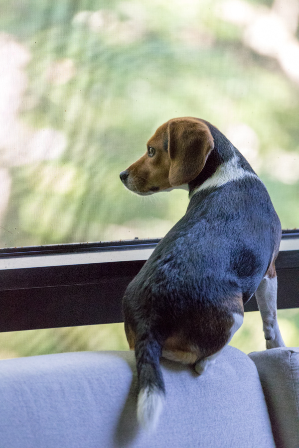 Watching the Forest