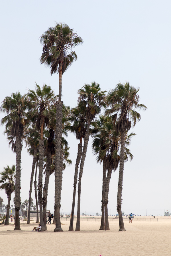 California Palms