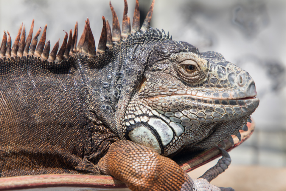 Beach Lizard 