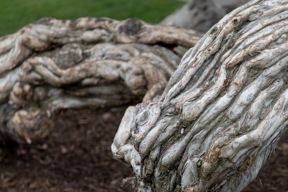 Old Trees