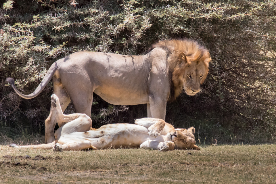 Lion Couple