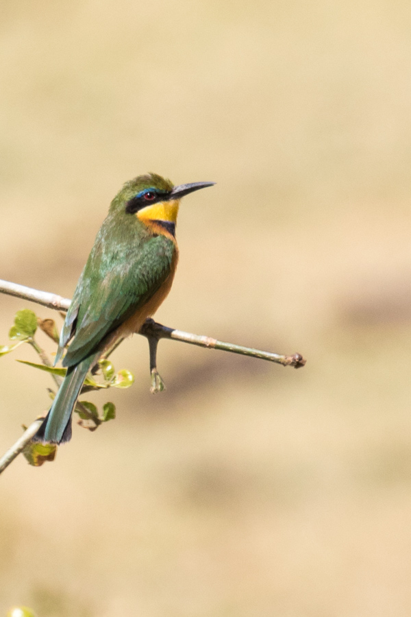 Bee-Eater