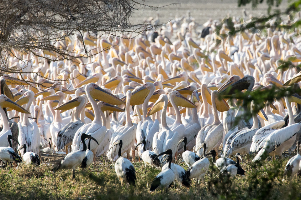 Birds