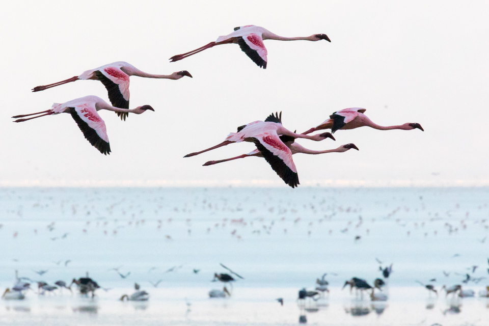 Flying Flamingos 