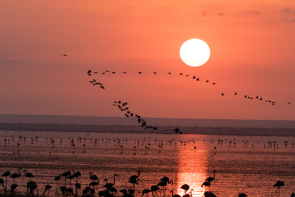 Early Birds