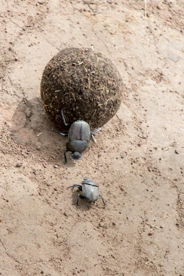 Dung Ball