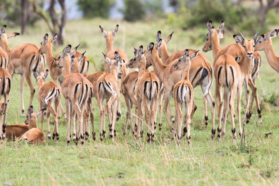 Cute Backends
