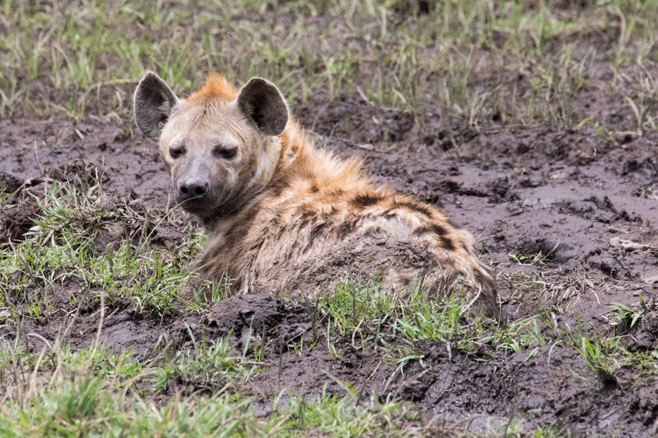 Mud Bath