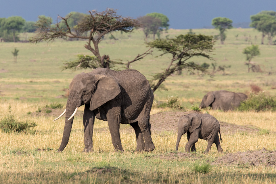 Elephants on the Serengeti