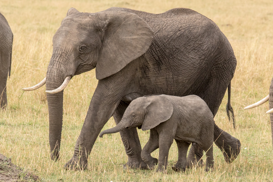Mother and Baby