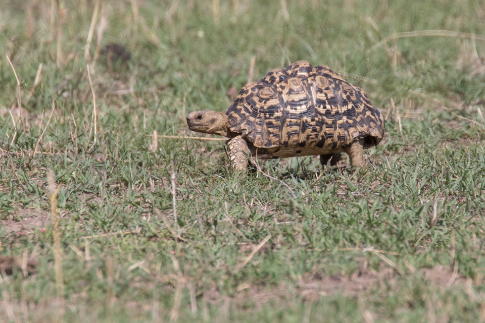 Slow Mover