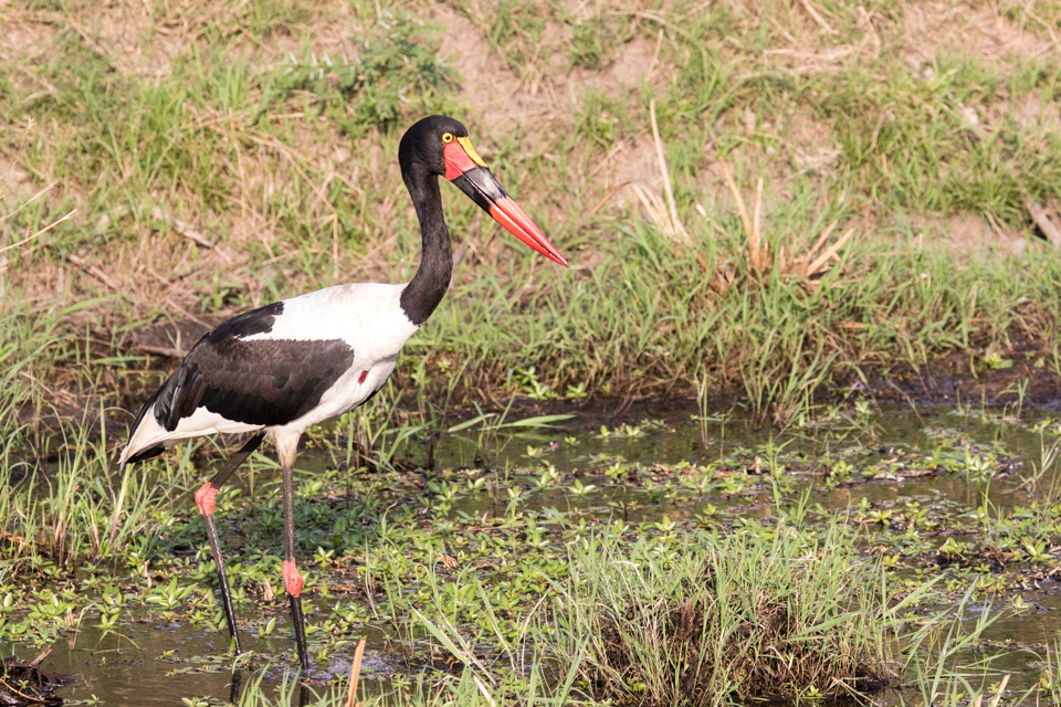 Nice Beak