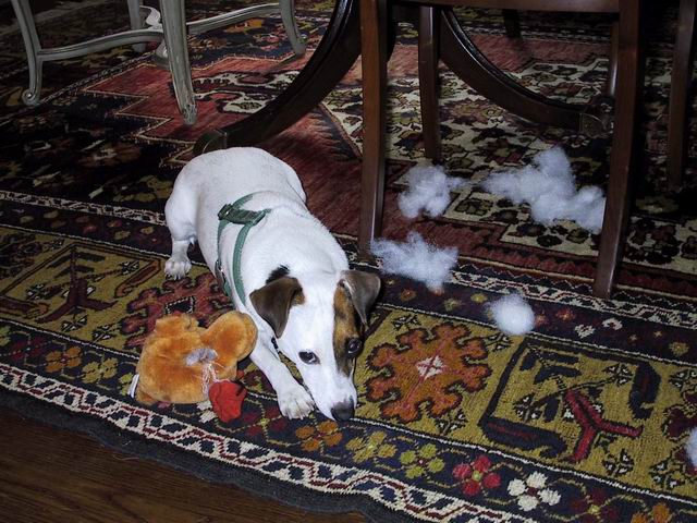 Sweetpea and a toy