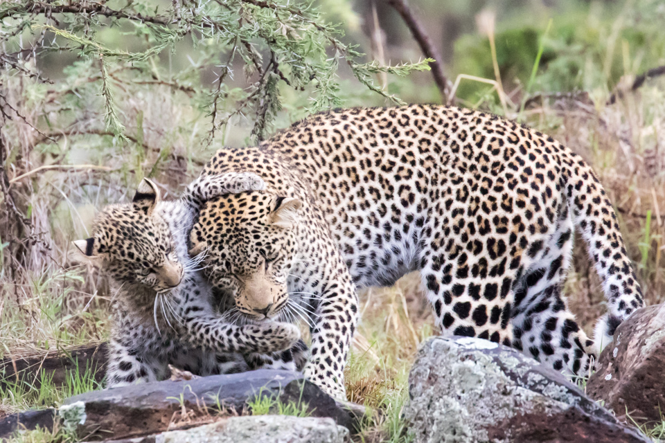 Cub Hug