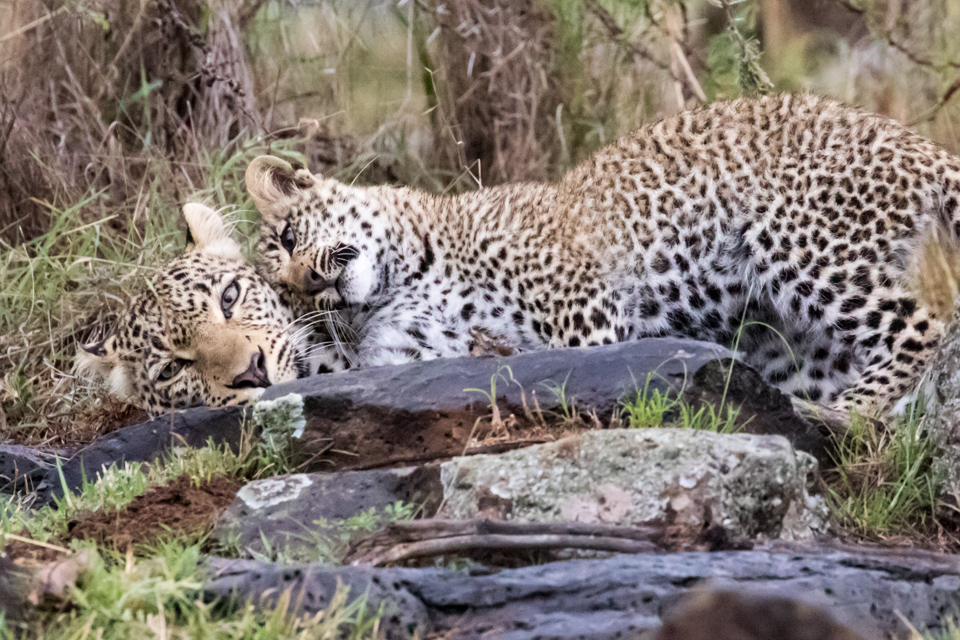 Mother and Cub