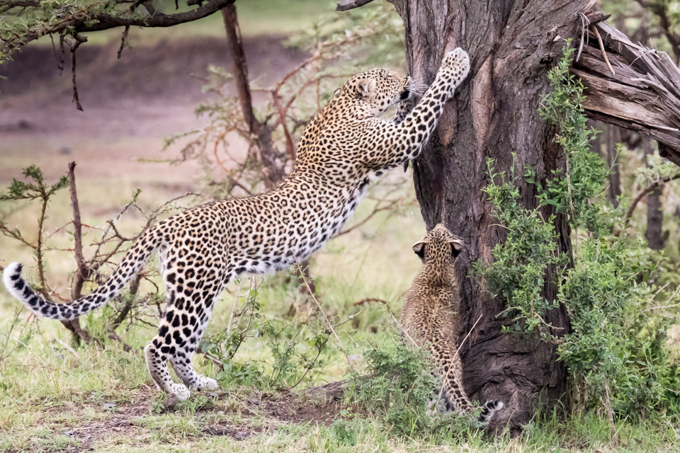 Scratching Post