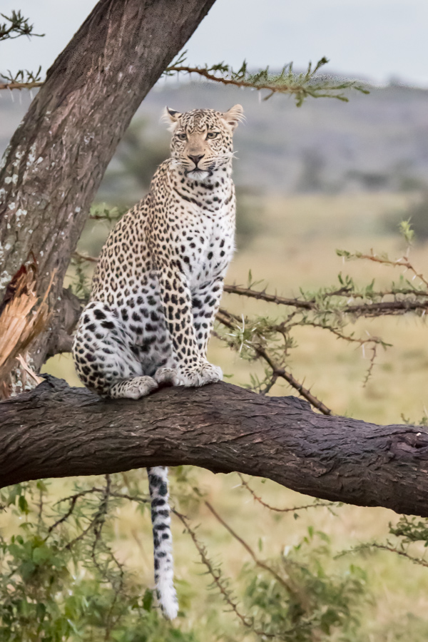 Cat in a Tree