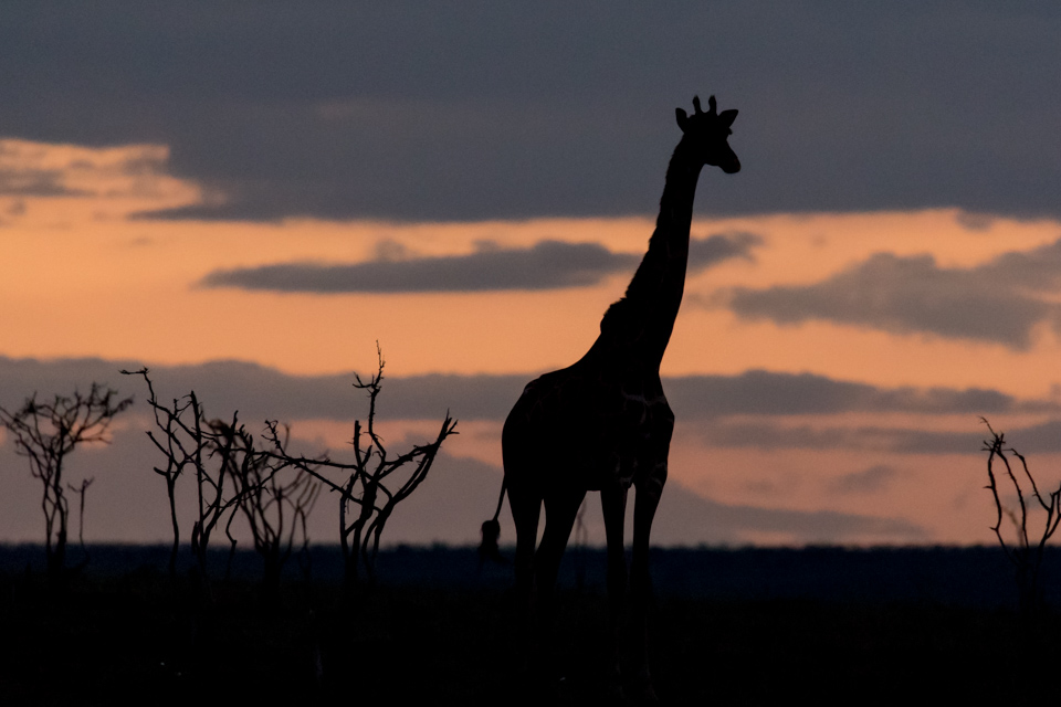 Africa Morning