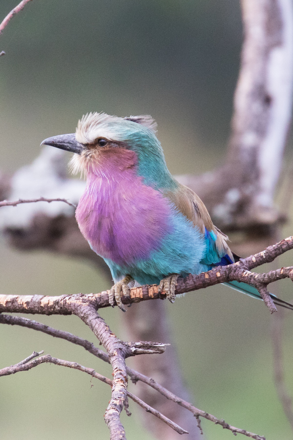 Lilac Breasted Roller