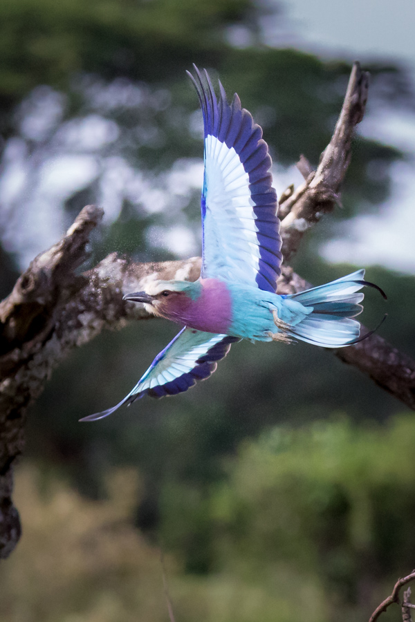 Flight