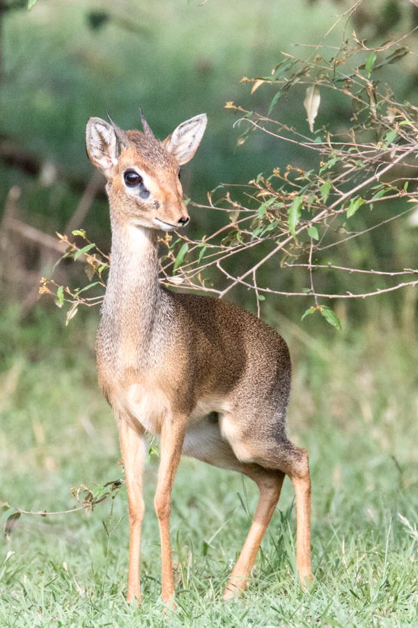 Little Horns