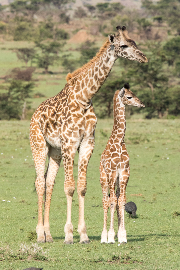 Little Giraffe