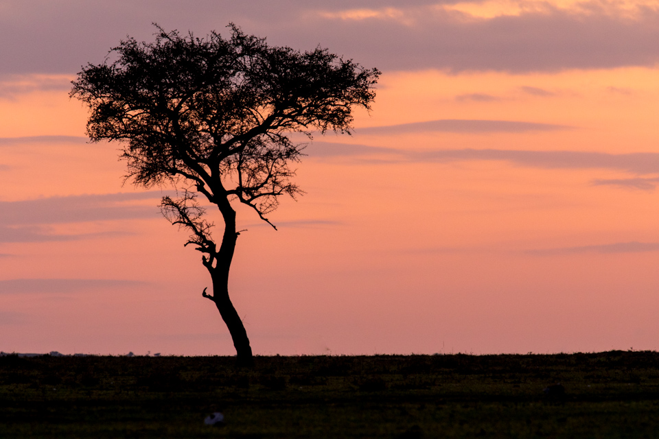 Acacia 