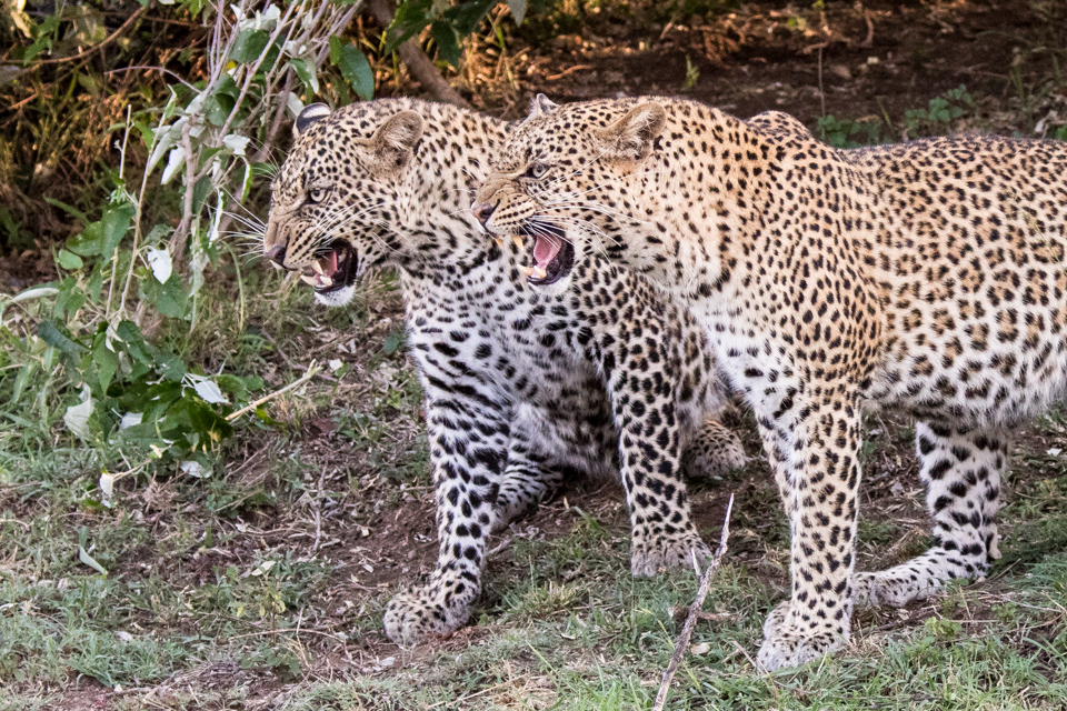 Angry Leopards