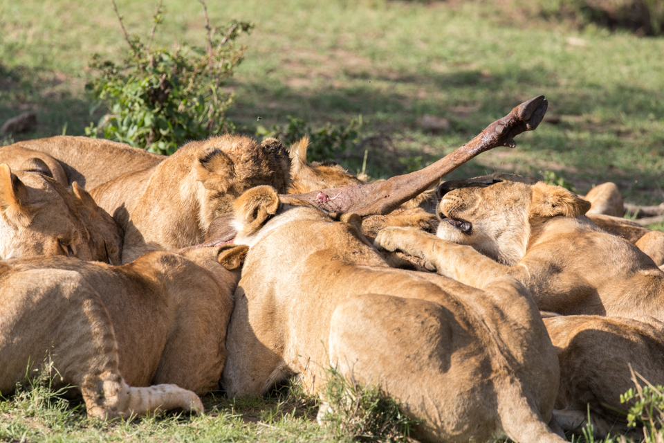 End of a Wildebeest