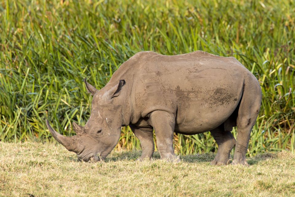 A Grey White Rhino