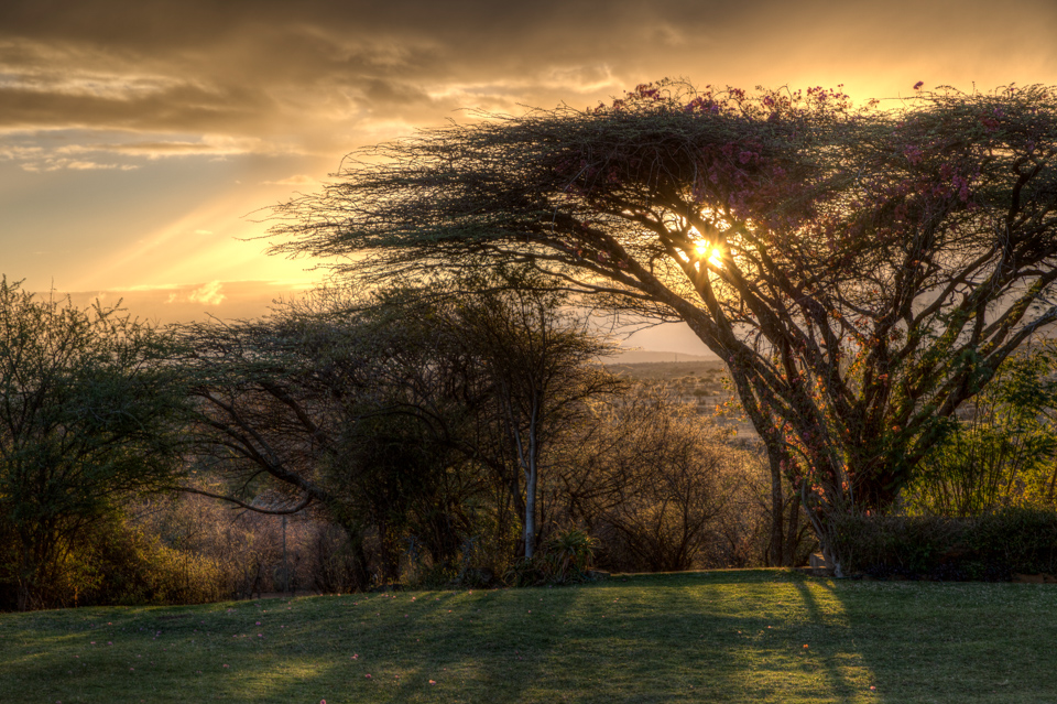Sunrise In the Acacia