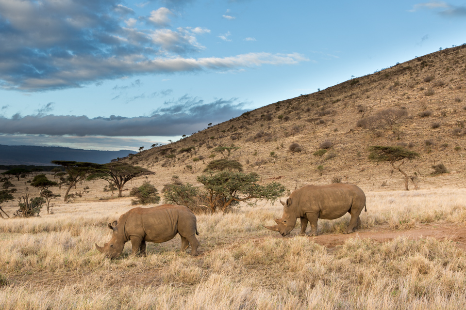Rhino Breakfast