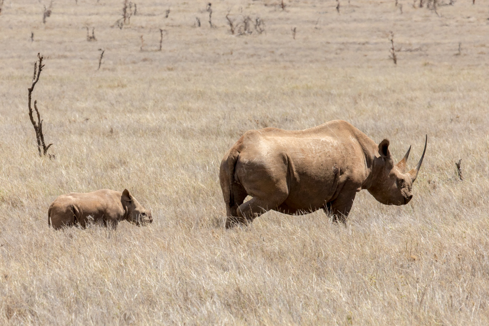 Baby Rhino