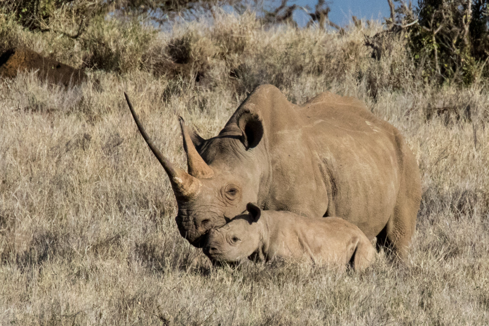 Rhino Kid