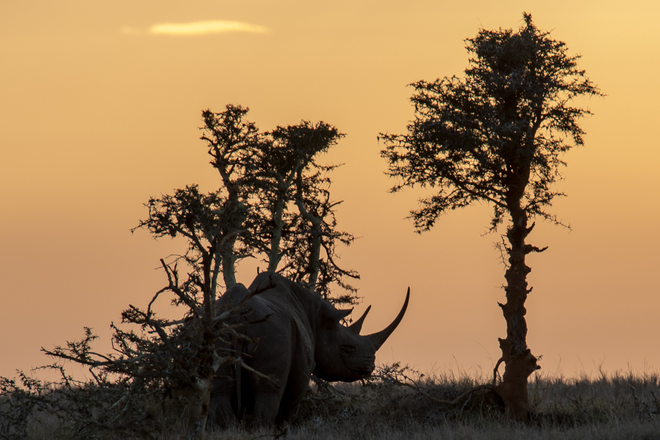 Rhino Silhouette 