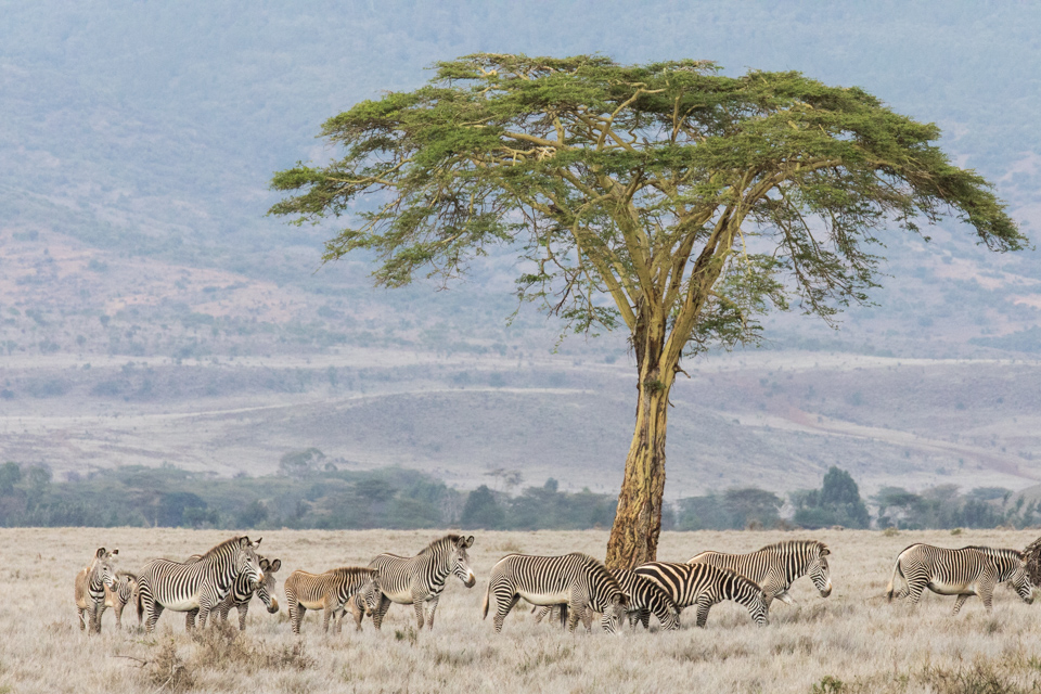 Africa Scene