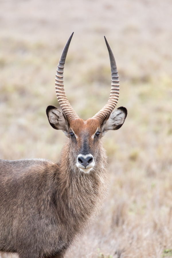 Nice Horns